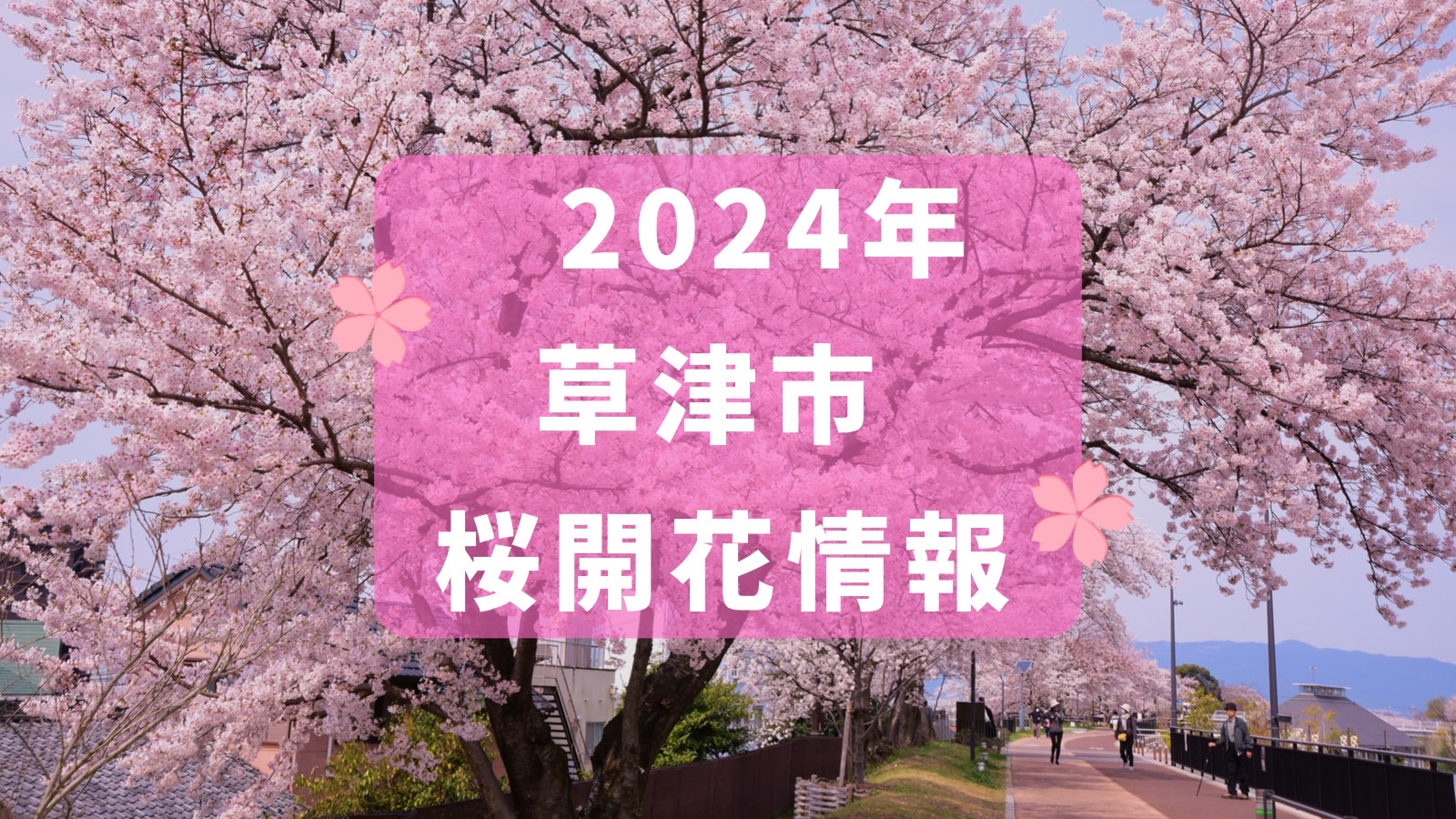 2024年 草津市 桜開花情報 - 草津市観光物産協会